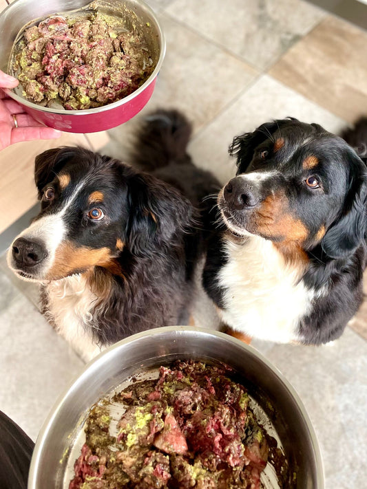 LOMO ALTO Bio Hundefutter zum BARFEN