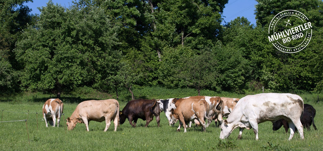 Sind Kühe wirklich Klimasünder? Eine differenzierte Betrachtung von Rinderhaltung und CO₂-Kreisläufen